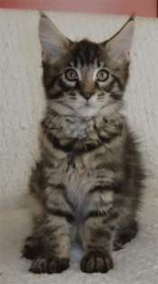 Typvoller black tabby Maine Coon Kater mit Stammbaum