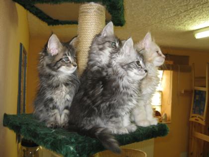 4 kleine Maine Coon Kitten