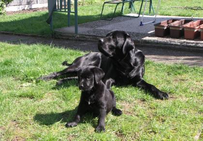 Labradorwelpen reinrassige.