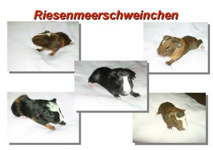 CUY - Nachwuchs ( Rieseneerschweinchen )