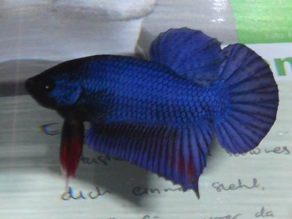 Betta splendens - Siamesischer Kampffisch