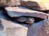Leopardgecko Nz2021 zu reservieren