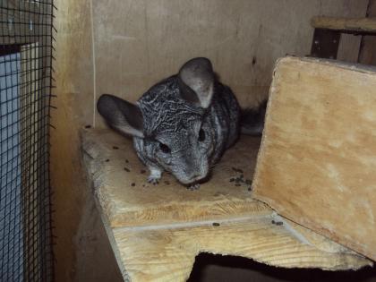 2 männliche Chinchillas