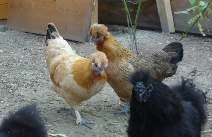 2 Hennen Seidenhuhn - Zwergwelsumer - Mix