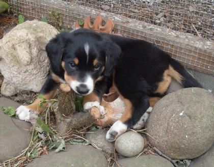 Entlebucher/ Appenzellerwelpen