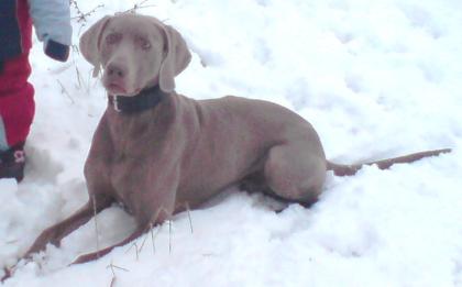 Weimaraner Rüde in liebevolle Hände abzugeben