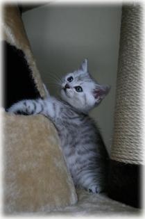 BKH Katerchen Indiana in silver-tabby spotted