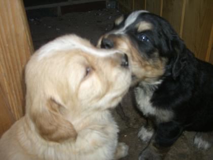 BernernSennen - GoldenRetriever Welpen abzugeben. Wunderschöne Tiere aus Familie