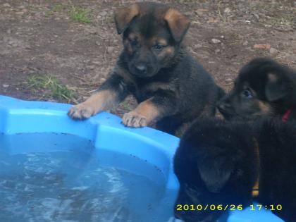 Noch 6 Schäferhundwelpen suchen ein neues Zuhause