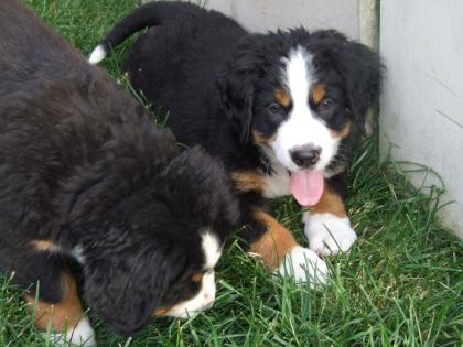 Bernersennenhundwelpen  -Jetzt können wir in ein neues Zuhause....