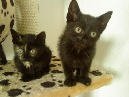 2 Main Coon Mix Kitten dürfen ab sofort um ziehen