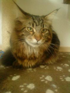 Reinrassiger main Coon Kater 11 monate alt sucht neue Familie