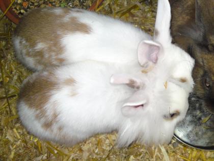 2 Zwergkaninchen suchen noch ein Zuhause