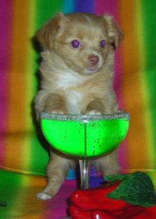 Typvolle Chihuahua Langhaar Junghündin