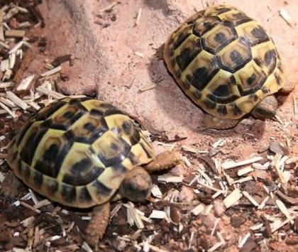 Griech. Landschildkröten Pärchen NZ 09 vom Züchter