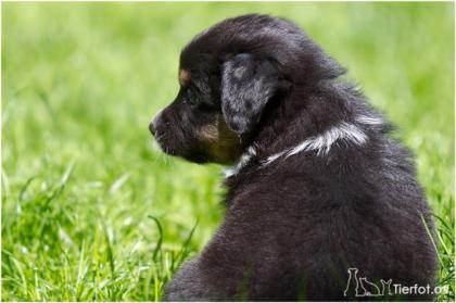 Australian Shepherd Welpe mit Papieren