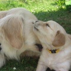 Golden Retriever von Liebenau