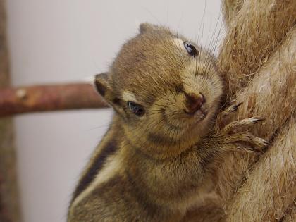 Tamiops Swinhoei / Baumstreifenhörnchen