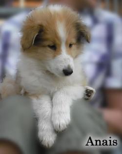 Colliewelpen reinrassig von der Burg Gemen abzugeben