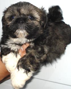 Shih-Tzu Welpen 