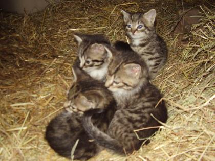 SCHMUSEKATER UND MÄUSEJÄGER SUCHEN NEUES ZUHAUSE