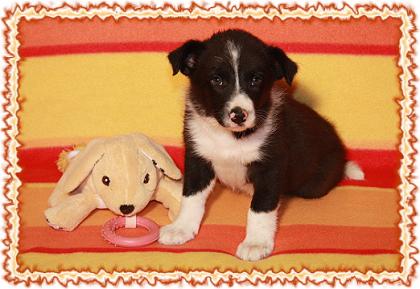 Border Collie Welpen aus der Südpfalz