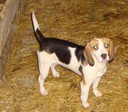 Liebes Beagle Weibchen