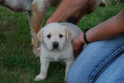 Süsse Labradorwelpen zu verkaufen