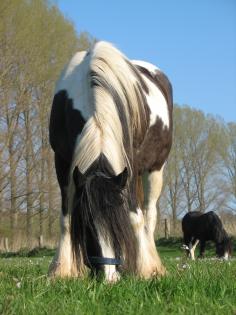 Biete Reitbeteiligung bei 34369 Hofgeismar