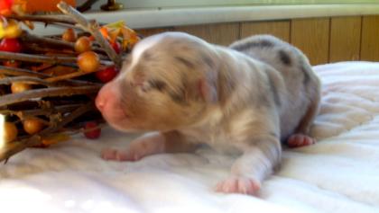 Australian Shepherd Welpen m. Papieren