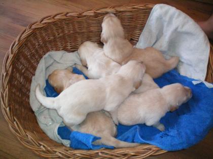 Reinrassige Golden Retriever Welpen