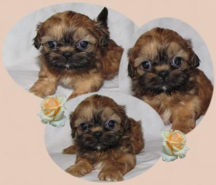 2 x Shih Tzu