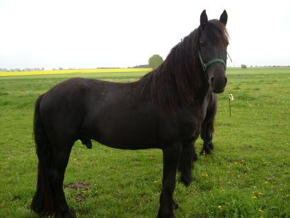 Verk.Friesenhengst