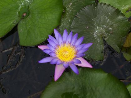 Seerose violet star absolute Rarität,große Blüten,große Blätter