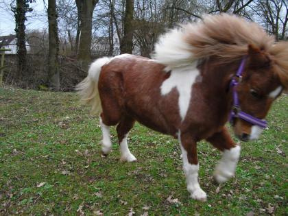 Mini Shetty Stute in gute Hände zu verkaufen