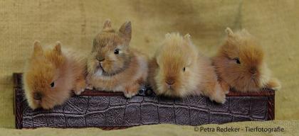 Super kleinbleibende Mini Zwergkaninchen in den schönsten Farben!