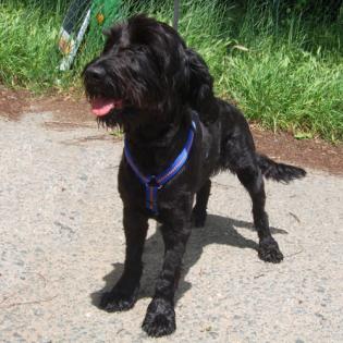 LAIKA, Cocker-Schnauzer-Mix, ca. 2 - 4 Jahre