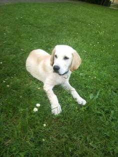 Labradorwelpe 4 Monate männchen blond zu verkaufen
