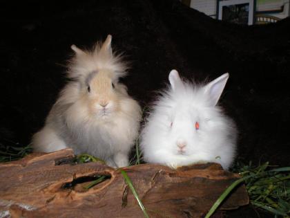 Superschöne Angora-Löwenköpfchen