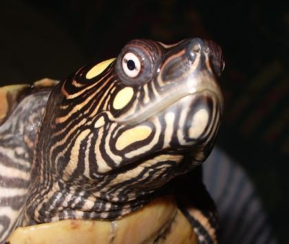 Gebe ab: Ouachita Höckerschildkröten (Graptemys o. ouachitensis)