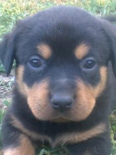 Rottweilerwelpen