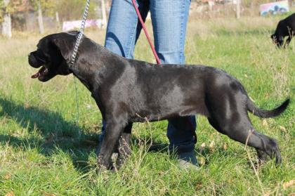 Cane Corso Hundin