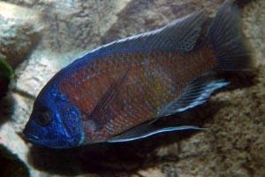 Copadichromis Kadango Red Fin 1/1