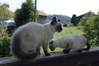 Süse SiamMix Kätzchen suchen neues Zuhause