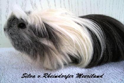 Sheltie und Coronet Meerschweinchen Damen