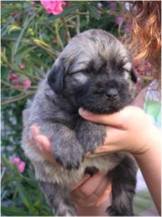 Gos d Atura, Catalan Sheepdog Welpen