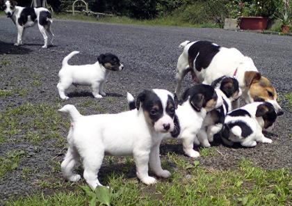 Jack Russel Welpen Ende Juli abzugeben