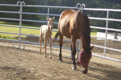 Verkaufe Quater Horse Stute tagend