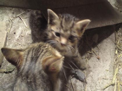 7 supersüße Katzenkinder Kätzchen, Kitten zu verschenken