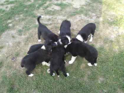 Süße Border-Collie Welpen